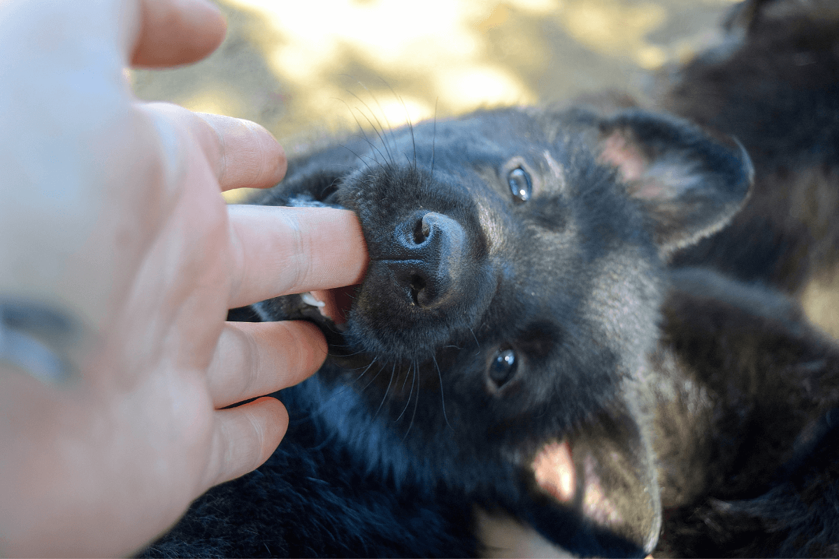 Why Do Puppies Bite So Much?! 9 Explanations + How Long It Lasts Pupford